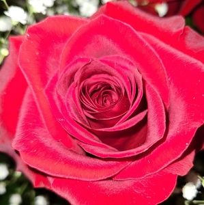 Meet your Posher, Aletheia